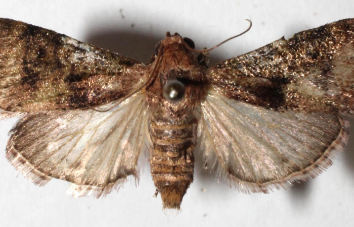 Figura 3. Adulto de <i>Accinctapubes albifasciata</i></i>, vista dorsal. (15-SRNP-56057-DHJ917668).