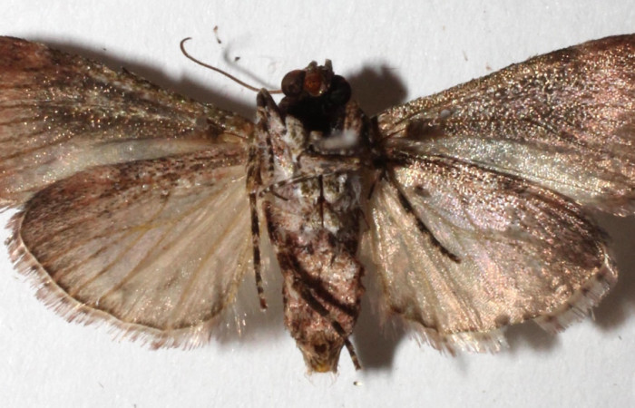 Figura 4. Adulto de <i>Accinctapubes albifasciata</i></i>, vista ventral. (15-SRNP-55708-DHJ917649).