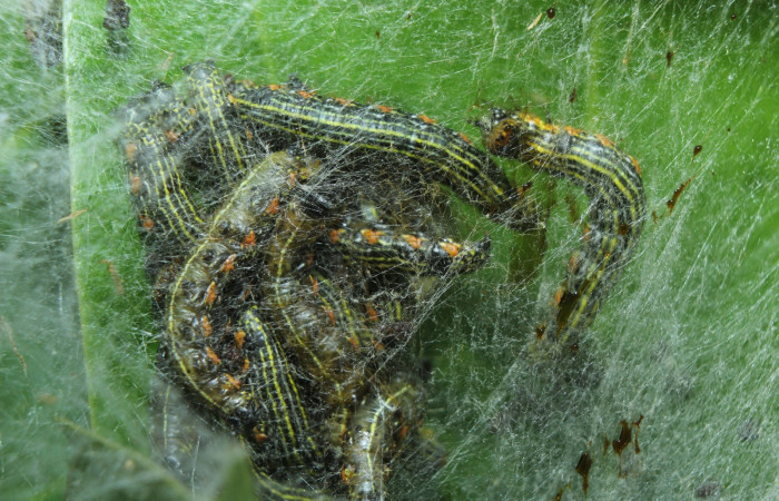 Figura 10. Larva de <i>Accinctapubes</i></i> albifasciataDHJ01 lateral en último estadio.  (15-SRNP-70149-DHJ726788)