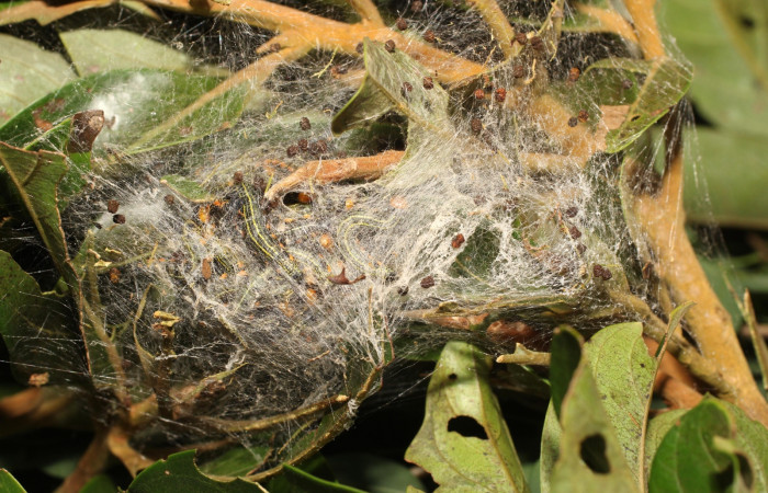 Figura 8. Larva de <i>Accinctapubes albifasciata</i></i> lateral en último estadio.  (18-SRNP-35409-DHJ734873)