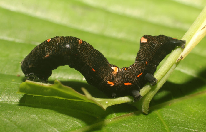  Larva en posición lateral de <i>Gonodonta sitia</i></i> (Erebidae), PU estadio. Sector San Cristóbal, Sendero Huerta. Voucher 18-SRNP-81003-DHJ753117.jpg.