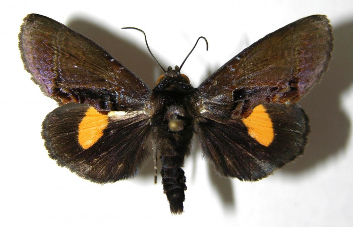  Adulto en posición dorsal de <i>Gonodonta sitia</i></i> (Erebidae). Sector San Cristóbal, Puente Palma. Voucher  06-SRNP-5091-DHJ350560.