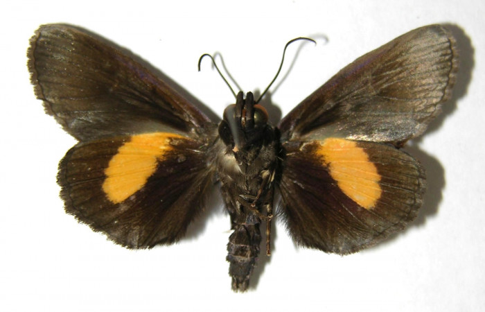  Adulto en posición ventral de <i>Gonodonta sitia</i></i> (Erebidae). Sector San Cristóbal, Puente Palma. Voucher  06-SRNP-5091-DHJ350561.