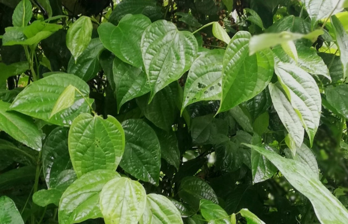 Figura 13. <i>Piper amalago</i></i> (Piperaceae), planta hospedera de <i>Gonodonta sitia</i></i> (Erebidae). Sector San Cristóbal, Puente Palma. Foto, Elda Araya, 28Abril 2022. 
