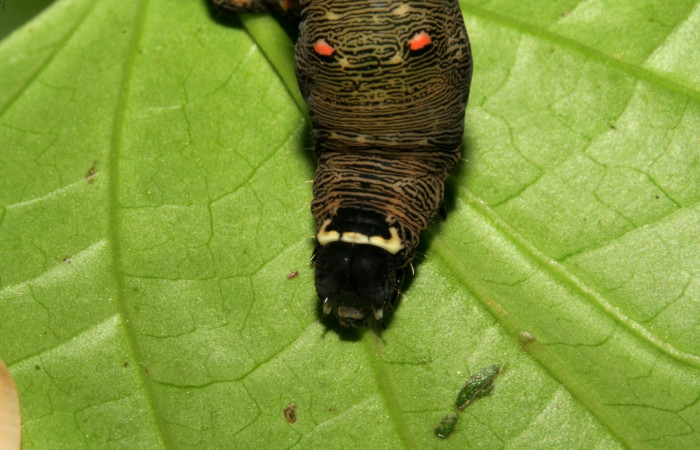  Cabeza en posición frontal de <i>Gonodonta sitia</i></i> (Erebidae), U estadio. Sector San Cristóbal, Puente Palma. Voucher 08-SRNP-4555-DHJ437550.jpg.