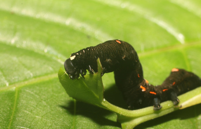  Larva en posición lateral de <i>Gonodonta sitia</i></i> (Erebidae), U estadio. Sector Rincon Rain Forest, Flecha. Voucher 18-SRNP-81003-DHJ753121.jpg.