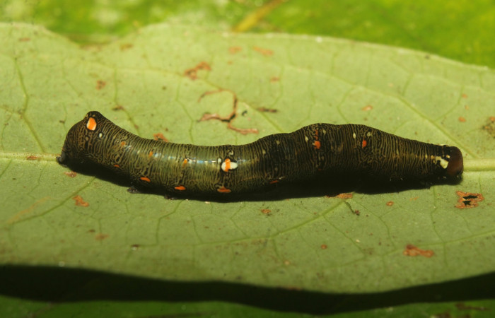  Larva en posición lateral de <i>Gonodonta maria</i></i> (Erebidae), U estadio. Sector Pitilla, Medrano. Voucher 20-SRNP-71283-DHJ780033.jpg.