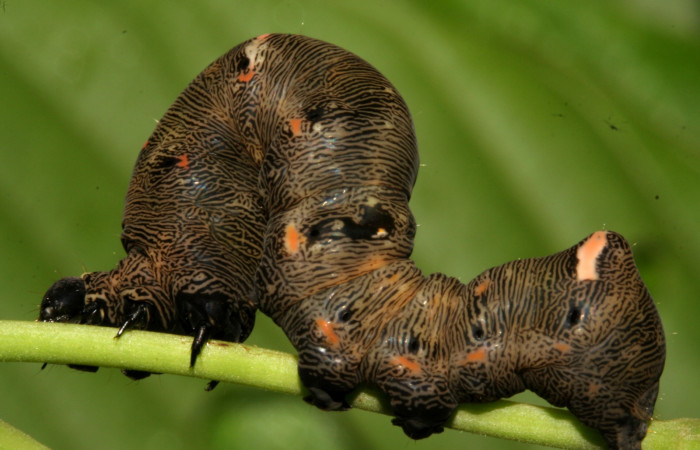  Larva en posición dorsal de <i>Gonodonta sitia</i></i> (Erebidae), U estadio. Sector San Cristóbal, Puente Palma. Voucher 08-SRNP-4555-DHJ437545.jpg.