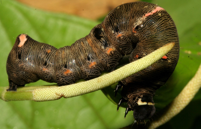  Larva en posición dorsal de <i>Gonodonta sitia</i></i> (Erebidae), U estadio. Sector San Cristóbal, Puente Palma. Voucher 08-SRNP-4555-DHJ437541.jpg.