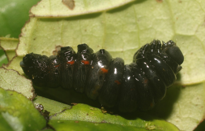  Prepupa de <i>Gonodonta sitia</i></i> (Erebidae). Sector Rincon Rain Forest, Flecha. Voucher  18-SRNP-81003-DHJ753245.jpg