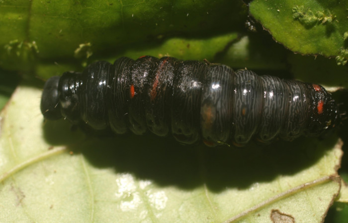  Prepupa de <i>Gonodonta sitia</i></i> (Erebidae). Sector Rincon Rain Forest, Flecha. Voucher  18-SRNP-81003-DHJ753247.jpg