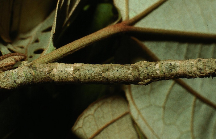 Figura 10. Dorsal entero <i>Ischnopteris chavesi</i></i>, (Geometridae), en la planta <i>Hampea appendiculata</i></i> (Malvaceae). Sector Cacao, Estación Cacao, (elevación 1150 metros). Colectada 19 junio 2003. (03-SRNP-4664-DHJ73531.jpg).