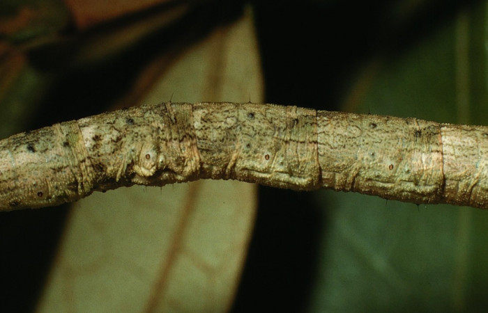 Figura 11. Lateral central <i>Ischnopteris chavesi</i></i>, (Geometridae), en la planta <i>Hampea appendiculata</i></i> (Malvaceae). Sector Cacao, Estación Cacao, (elevación 1150 metros). Colectada 19 junio 2003. (03-SRNP-4664-DHJ73531.jpg).