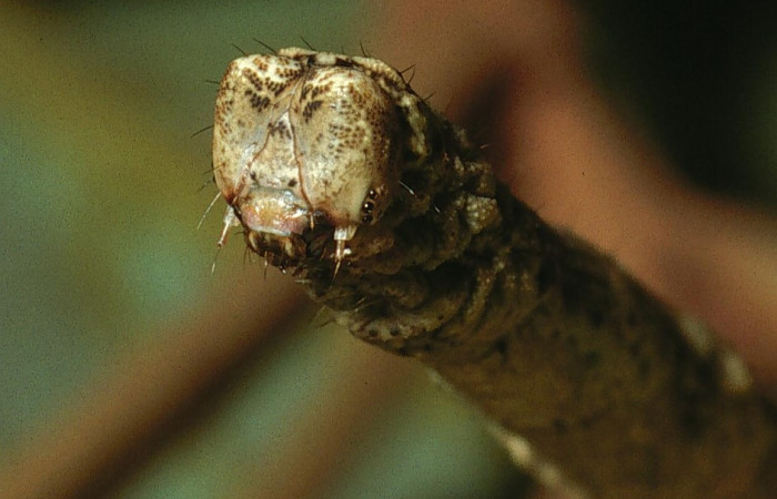 Figura 12.Cabeza <i>Ischnopteris chavesi</i></i>, (Geometridae), en la planta <i>Hampea appendiculata</i></i> (Malvaceae). Sector Cacao, Estación Cacao, (elevación 1150 metros). Colectada 19 junio 2003. (03-SRNP-4664-DHJ73526.jpg).