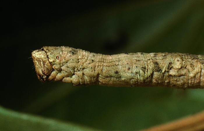 Figura 13.Lateral tórax <i>Ischnopteris chavesi</i></i>, (Geometridae), en la planta <i>Hampea appendiculata</i></i> (Malvaceae). Sector Cacao, Estación Cacao, (elevación 1150 metros). Colectada 19 junio 2003. (03-SRNP-4664-DHJ73528.jpg).