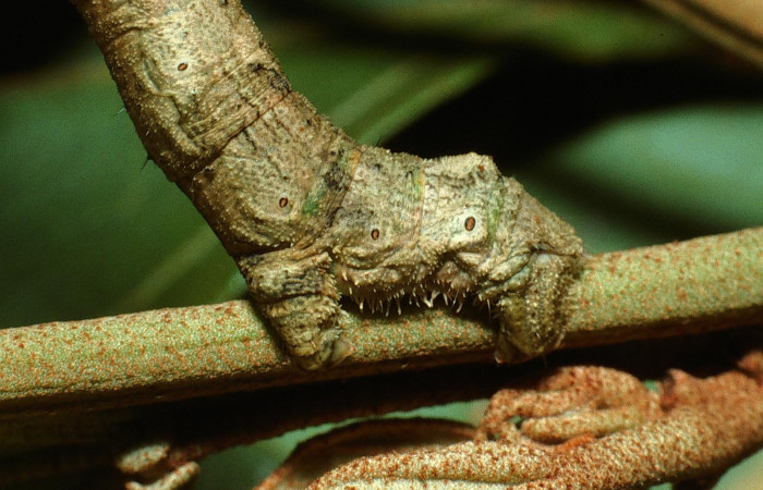 Figura 14.Parte posterior <i>Ischnopteris chavesi</i></i>, (Geometridae), en la planta <i>Hampea appendiculata</i></i> (Malvaceae). Sector Cacao, Estación Cacao, (elevación 1150 metros). Colectada 19 junio 2003. (03-SRNP-4664-DHJ73529.jpg).