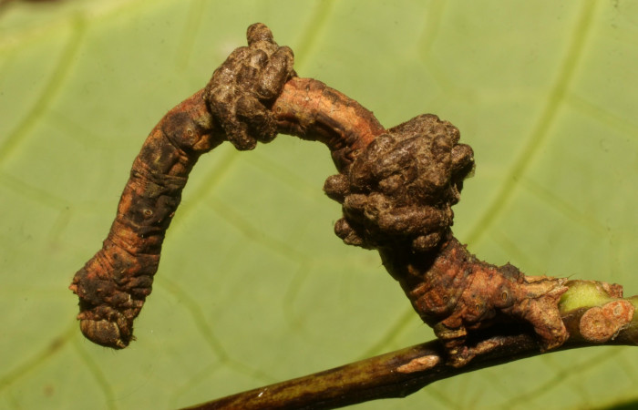 Figura 15. Capullos de parásito de la familia (Braconidae), de la larva <i>Ischnopteris chavesi</i></i>, (Geometridae). Sector Cacao, Sendero Derrumbe, (elevación 1220 metros). 5 febrero 2020. (20-SRNP-35133-DHJ770548.jpg).
