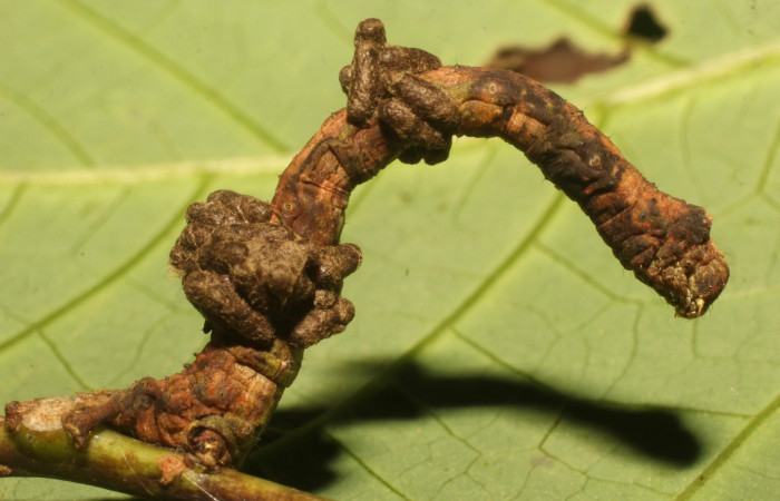 Figura 16. Capullos de parásito de la familia (Braconidae), de la larva <i>Ischnopteris chavesi</i></i>, (Geometridae). Sector Cacao, Sendero Derrumbe, (elevación 1220 metros). 5 febrero 2020. (20-SRNP-35133-DHJ770549.jpg).