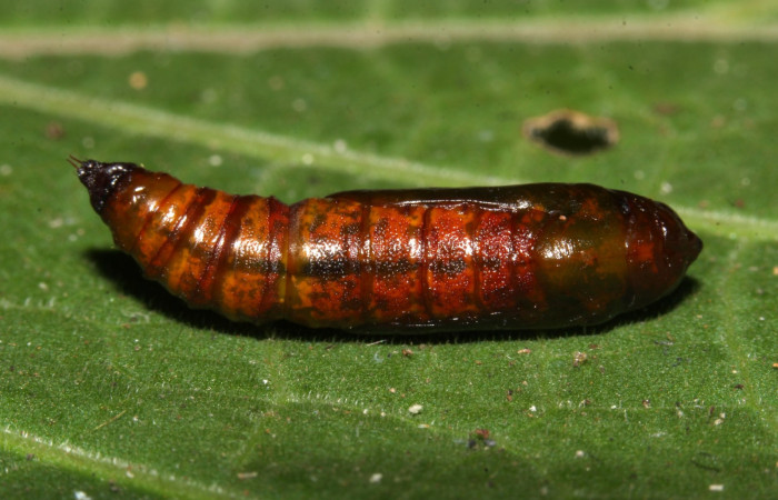 Figura 17. Pupa <i>Ischnopteri chavesi</i></i>, (Geometridae), ventral entero. (19-SRNP-30489-DHJ764775.jpg).