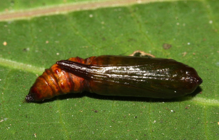Figura 18. Pupa <i>Ischnopteri chavesi</i></i>, (Geometridae), ventral entero. (19-SRNP-30489-DHJ764777.jpg).