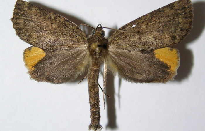 Figura 19. Adulto <i>Ischnopteris chavesi</i></i> (Geometridae), posición vista dorsal (macho). (01-SRNP-6415-DHJ325860).