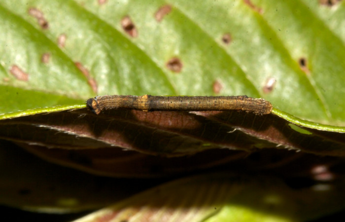 Figura 1. Dorsal entero <i>Ischnopteris chavesi</i></i>, (Geometridae), en la planta <i>Sabicea panamensis</i></i> (Rubiaceae). Sector Pitilla, Sendero Naciente, (elevación 700 metros). Colectada 19 marzo 2019. (19-SRNP-30489-DHJ764119.jpg).