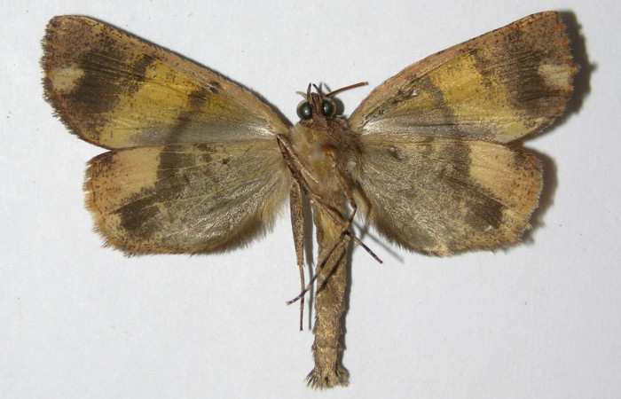 Figura 20. Adulto <i>Ischnopteris chavesi</i></i> (Geometridae), posición vista dorsal (macho). (01-SRNP-6415-DHJ325861).