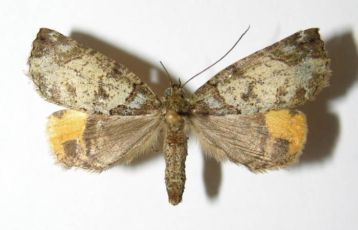 Figura 21. Adulto <i>Ischnopteris chavesi</i></i> (Geometridae), posición vista dorsal (hembra). (02-SRNP-9493-DHJ325868).