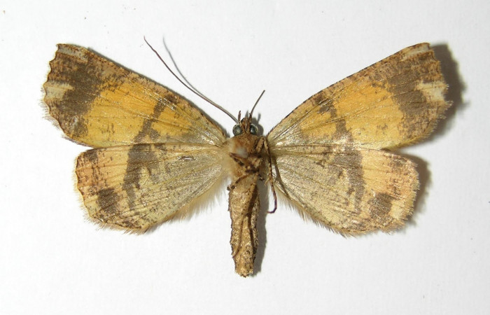 Figura 22. Adulto <i>Ischnopteris chavesi</i></i> (Geometridae), posición vista ventral (hembra). (02-SRNP-9493-DHJ325869).