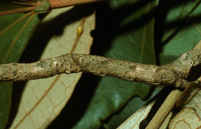 Figura 23.Lateral entero <i>Ischnopteris chavesi</i></i>, (Geometridae), en la planta <i>Hampea appendiculata</i></i> (Malvaceae). Sector Cacao, Estación Cacao, (elevación 1150 metros). Colectada 19 junio 2003. (03-SRNP-4664-DHJ73524.jpg).