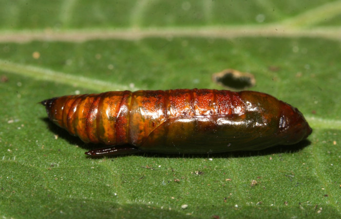 Figura 25. Pupa <i>Ischnopteri chavesi</i></i>, (Geometridae), ventral entero. (19-SRNP-30489-DHJ764776.jpg).