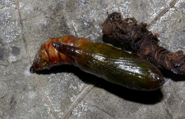 Figura 26. Pupa <i>Ischnopteris </i></i> bifinitaDHJ02, (Geometridae), ventral entero. (18-SRNP-32016-DHJ748266.jpg).