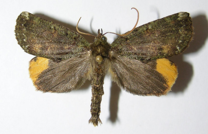 Figura 27. Adulto <i>Ischnopteris chavesi</i></i> (Geometridae), posición vista dorsal. (97-SRNP-1356-DHJ325872).