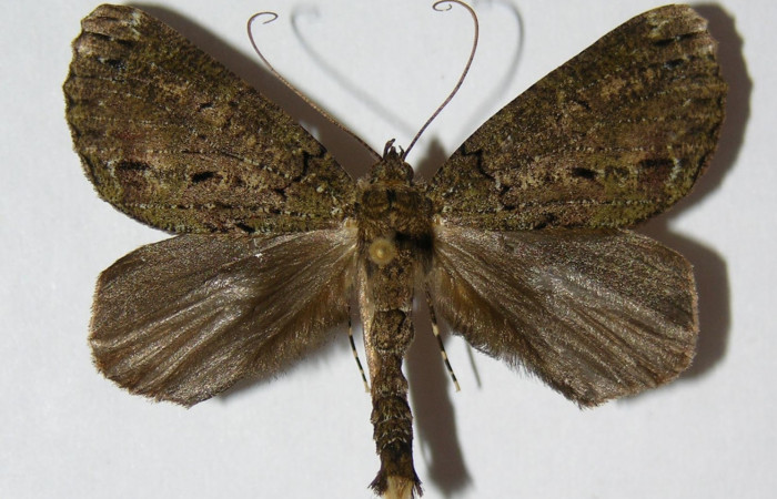 Figura 28. Adulto <i>Ischnopteris</i></i> bifinitaDHJ02 (Geometridae), posición vista dorsal. (900-SRNP-11398-DHJ326514).