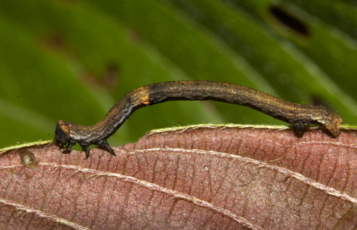 Figura 2. Lateral entero <i>Ischnopteris chavesi</i></i>, (Geometridae), en la planta <i>Sabicea panamensis</i></i> (Rubiaceae). Sector Pitilla, Sendero Naciente, (elevación 700 metros). Colectada 19 marzo 2019. (19-SRNP-30489-DHJ764120.jpg).