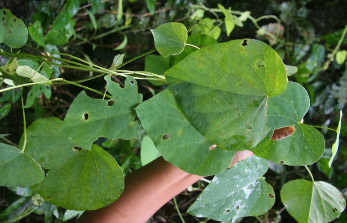 Figura 30. Planta hospedera <i>Cissampelos pareira</i></i> (Menispermaceae), de <i>Ischnopteris chavesi</i></i>, (Geometridae). Foto, Jorge Hernández. 28 octubre 2008.