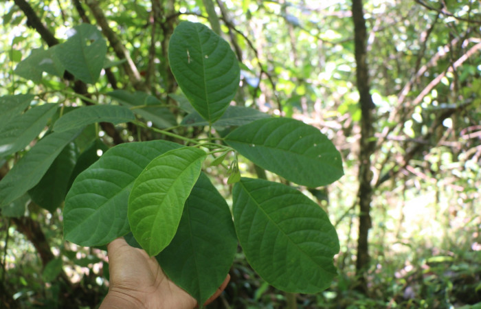 Figura 31. Planta hospedera <i>Siparuna thecaphora</i></i> (Siparunaceae), de <i>Ischnopteris bifinitaDHJ02</i></i>, (Geometridae). Foto, Anabelle Córdoba. 20 abril 2022.