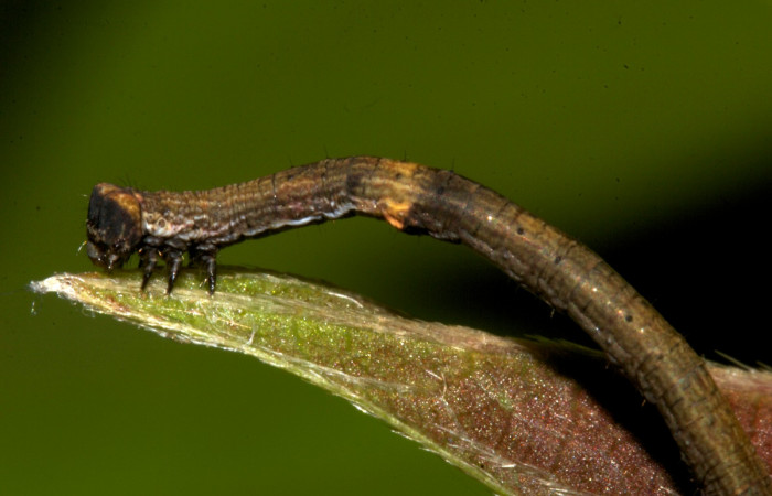 Figura 3. Lateral tórax <i>Ischnopteris chavesi</i></i>, (Geometridae), en la planta <i>Sabicea panamensis</i></i> (Rubiaceae). Sector Pitilla, Sendero Naciente, (elevación 700 metros). Colectada 19 marzo 2019. (19-SRNP-30489-DHJ764122.jpg).
