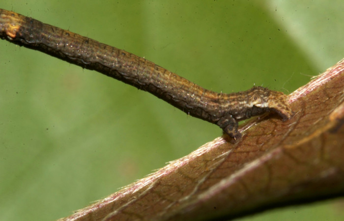 Figura 4. Parte posterior <i>Ischnopteris chavesi</i></i>, (Geometridae), en la planta <i>Sabicea panamensis</i></i> (Rubiaceae). Sector Pitilla, Sendero Naciente, (elevación 700 metros). Colectada 19 marzo 2019. (19-SRNP-30489-DHJ764128.jpg).