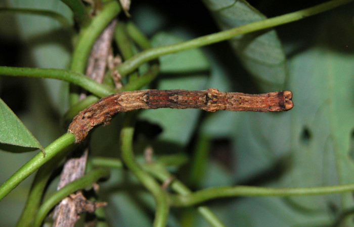 Figura 5. Dorsal entero <i>Ischnopteris chavesi</i></i>, (Geometridae), en la planta <i>Cissampelos pareira</i></i> (Menispermaceae). Sector Cacao, Estación Cacao, (elevación 1150 metros). Colectada 20 mayo 2003. (03-SRNP-4239-DHJ400533.jpg).