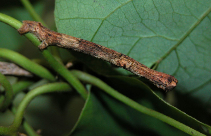 Figura 6. Lateral entero <i>Ischnopteris chavesi</i></i>, (Geometridae), en la planta <i>Cissampelos pareira</i></i> (Menispermaceae). Sector Cacao, Estación Cacao, (elevación 1150 metros). Colectada 20 mayo 2003. (03-SRNP-4239-DHJ400534.jpg).