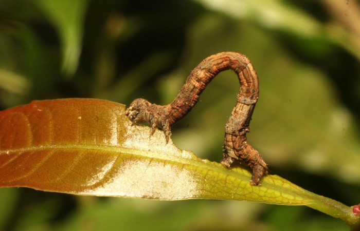 Figura 7. Lateral central <i>Ischnopteris chavesi</i></i>, (Geometridae), en la planta <i>Meliosma glabrata</i></i> (Sabiaceae). Sector Cacao, Sendero Derrumbe, (elevación 1220 metros). Colectada 5 febrero 2020. (20-SRNP-35115-DHJ770477.jpg).
