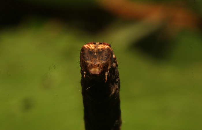 Figura 8. Cabeza <i>Ischnopteris chavesi</i></i>, (Geometridae), en la planta <i>Mosquitoxylum jamaicense</i></i> (Anacardiaceae). Sector Cacao, Sendero Derrumbe, (elevación 1220 metros). Colectada 18 junio 2020. (20-SRNP-35668-DHJ770600.jpg).