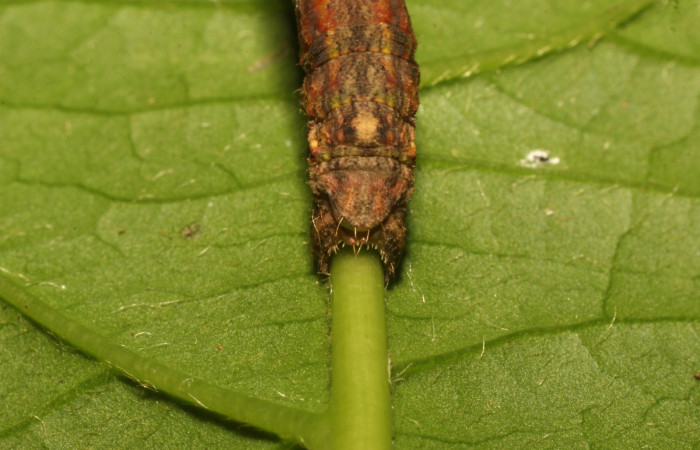 Figura 9. Parte posterior <i>Ischnopteris chavesi</i></i>, (Geometridae), en la planta <i>Meliosma glabrata</i></i> (Sabiaceae). Sector Cacao, Sendero Derrumbe, (elevación 1220 metros). Colectada 18 junio 2020. (20-SRNP-35668-DHJ770601.jpg).