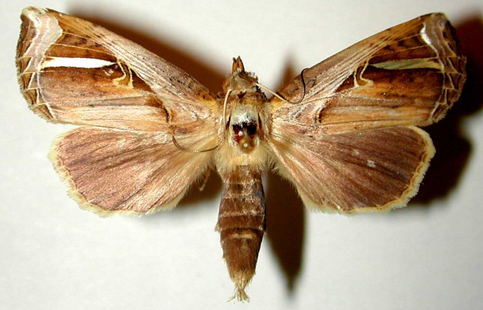 Figura 12. Adulto hembra de <i>Calledema plusia</i></i> (Notodontidae), vista dorsal. Voucher 00-SRNP-4326-DHJ32404.jpg.