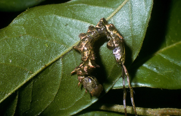 Figura 2. <i>Calledema jocasta</i></i> (Notodontidae), penúltimo estadio, posición lateral, Sector San Cristóbal, Puente Palma. Voucher 04-SRNP-3833-DHJ86177.jpg.