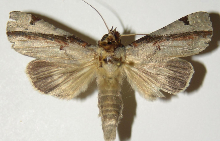 Figura 9. Adulto hembra de <i>Calledema jocasta</i></i> (Notodontidae), vista dorsal. Voucher 04-SRNP-3834-DHJ303142.jpg