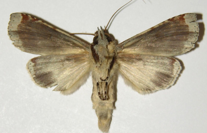 Figura 10. Adulto hembra de <i>Calledema jocasta</i></i> (Notodontidae), vista ventral. Voucher 04-SRNP-3834-DHJ303143.jpg.