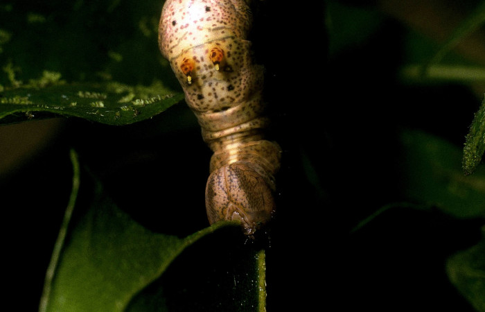 Figura 4. <i>Calledema jocasta</i></i> (Notodontidae), último estadio, posición frontal, Sector San Cristóbal, Puente Palma. Voucher 04-SRNP-3834-DHJ86118.jpg.