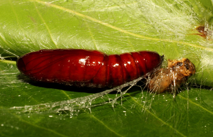 Figura 6. Pupa de <i>Calledema jocasta</i></i> (Notodontidae), vista lateral, Brasilia Gallinazo. Voucher 19-SRNP-65259-DHJ772127.jpg.